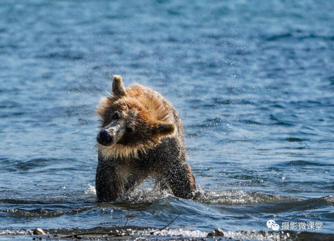 棕熊捕鱼、白令海峡寻拍鲸鱼及自然风光专业摄影团开元棋牌【远东探险丨勘察加】7月野性堪察加半岛(图3)