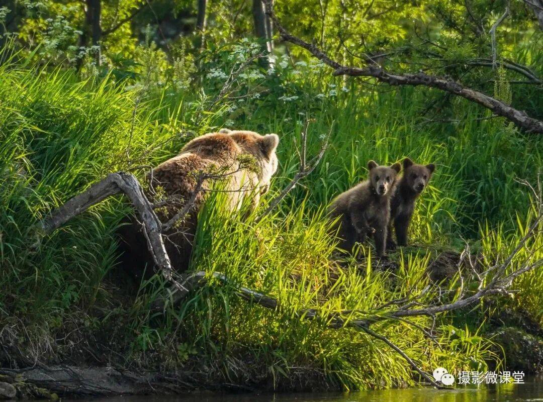 棕熊捕鱼、白令海峡寻拍鲸鱼及自然风光专业摄影团开元棋牌【远东探险丨勘察加】7月野性堪察加半岛(图5)
